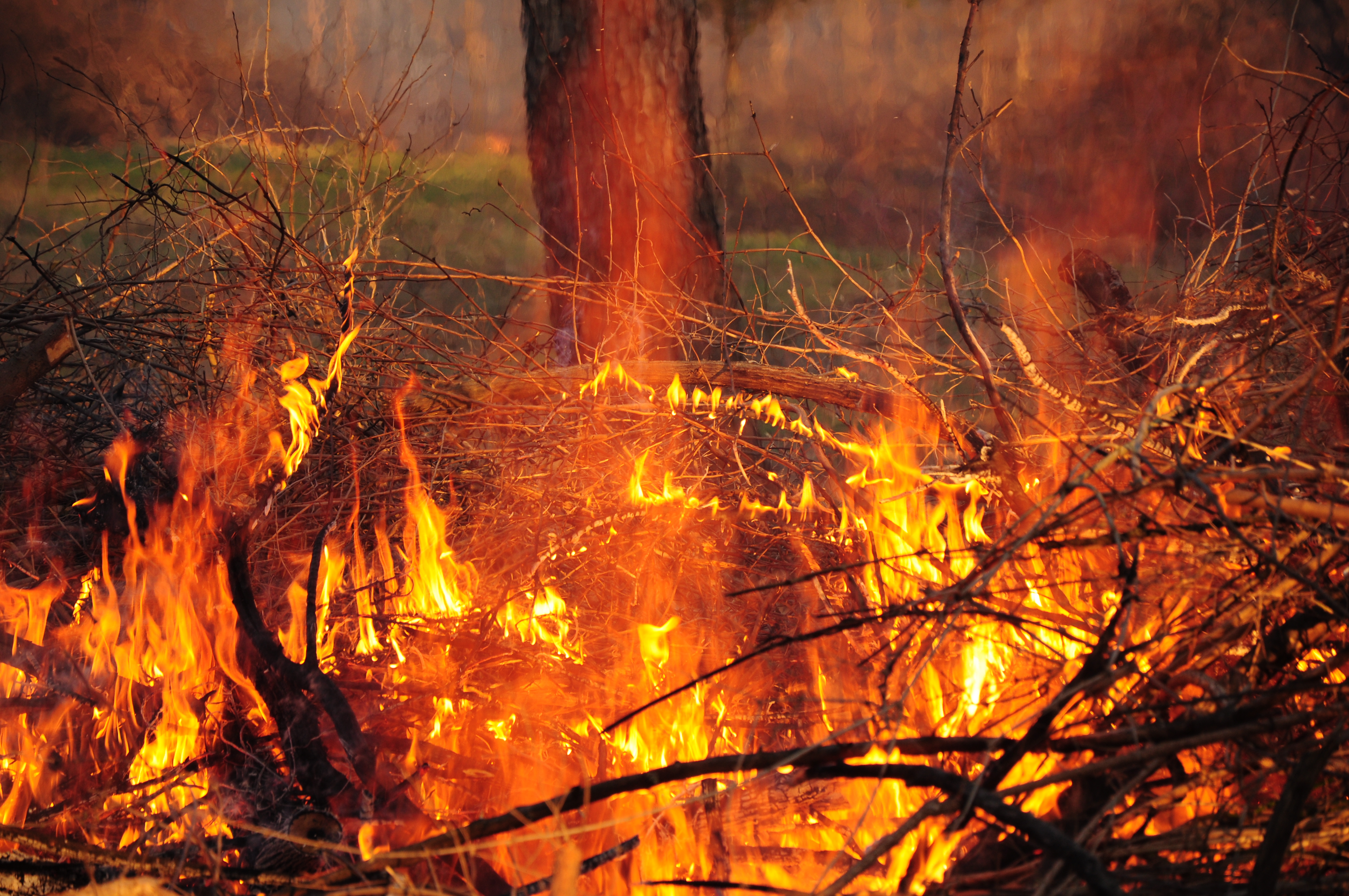 Image result for burned vine area pictures